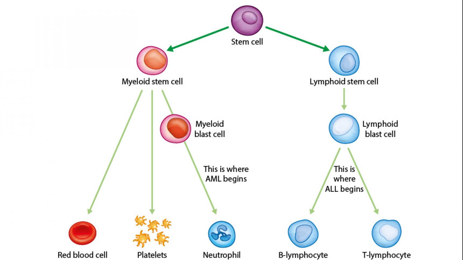 Diagram of how blood cells develop from stem cells