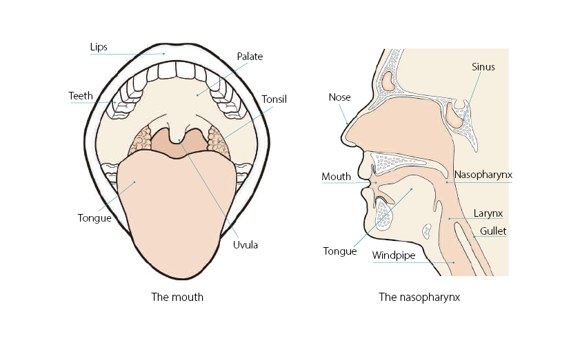 mouth and head
