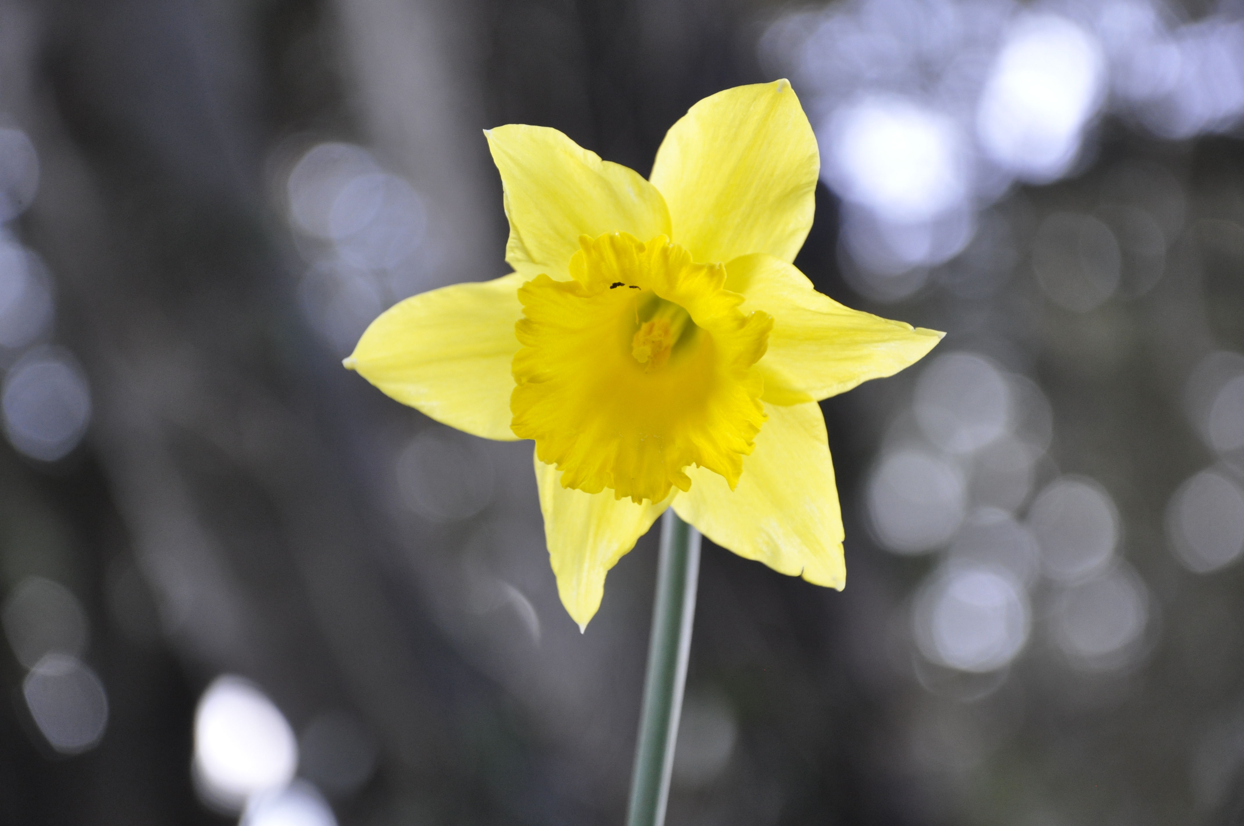 daffodil