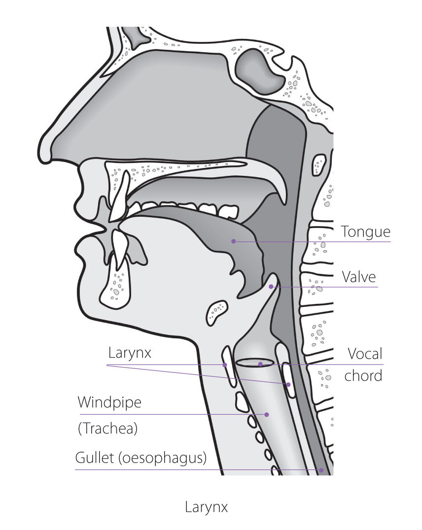 Larynx diagram