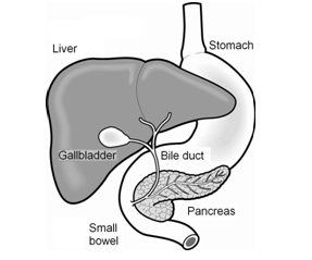 Liver diagram