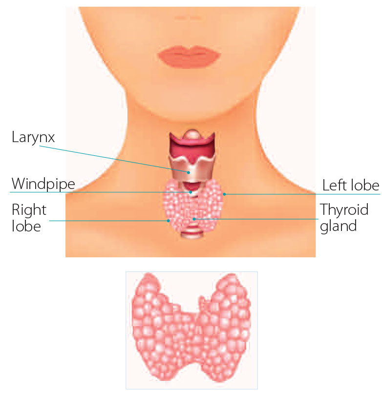 Diagram of thyroid, larynx (voicebox) and windpipe (trachea)