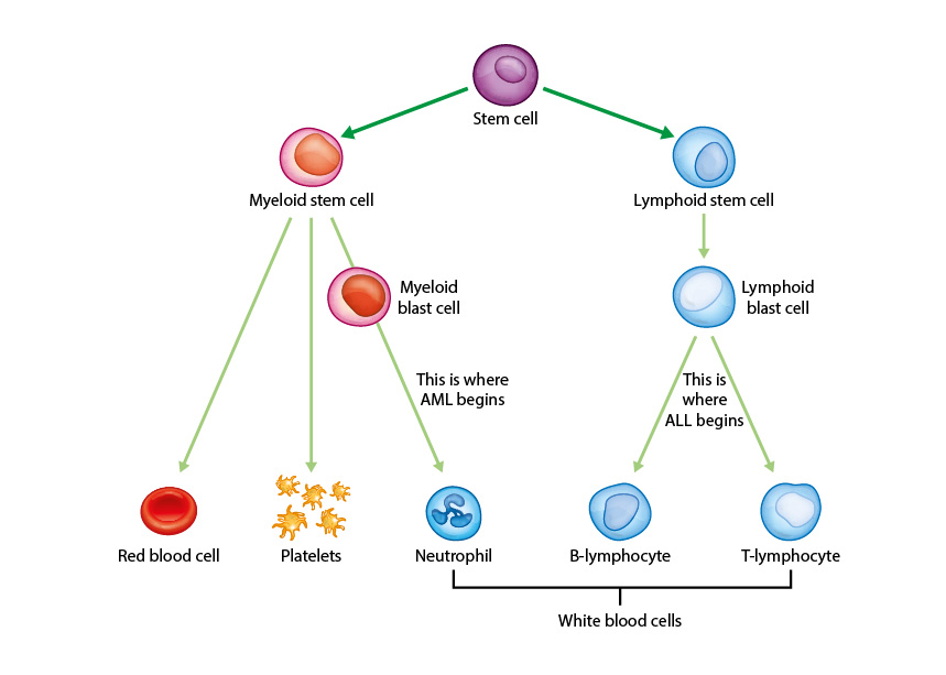 Diagram of how blood cells develop from stem cells
