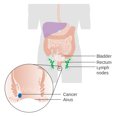 Diagram of the anus