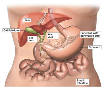 bile_duct