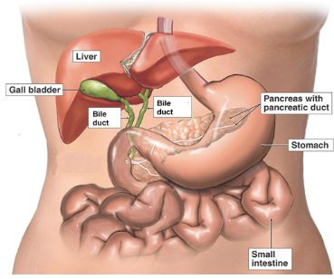 Gallbladder
