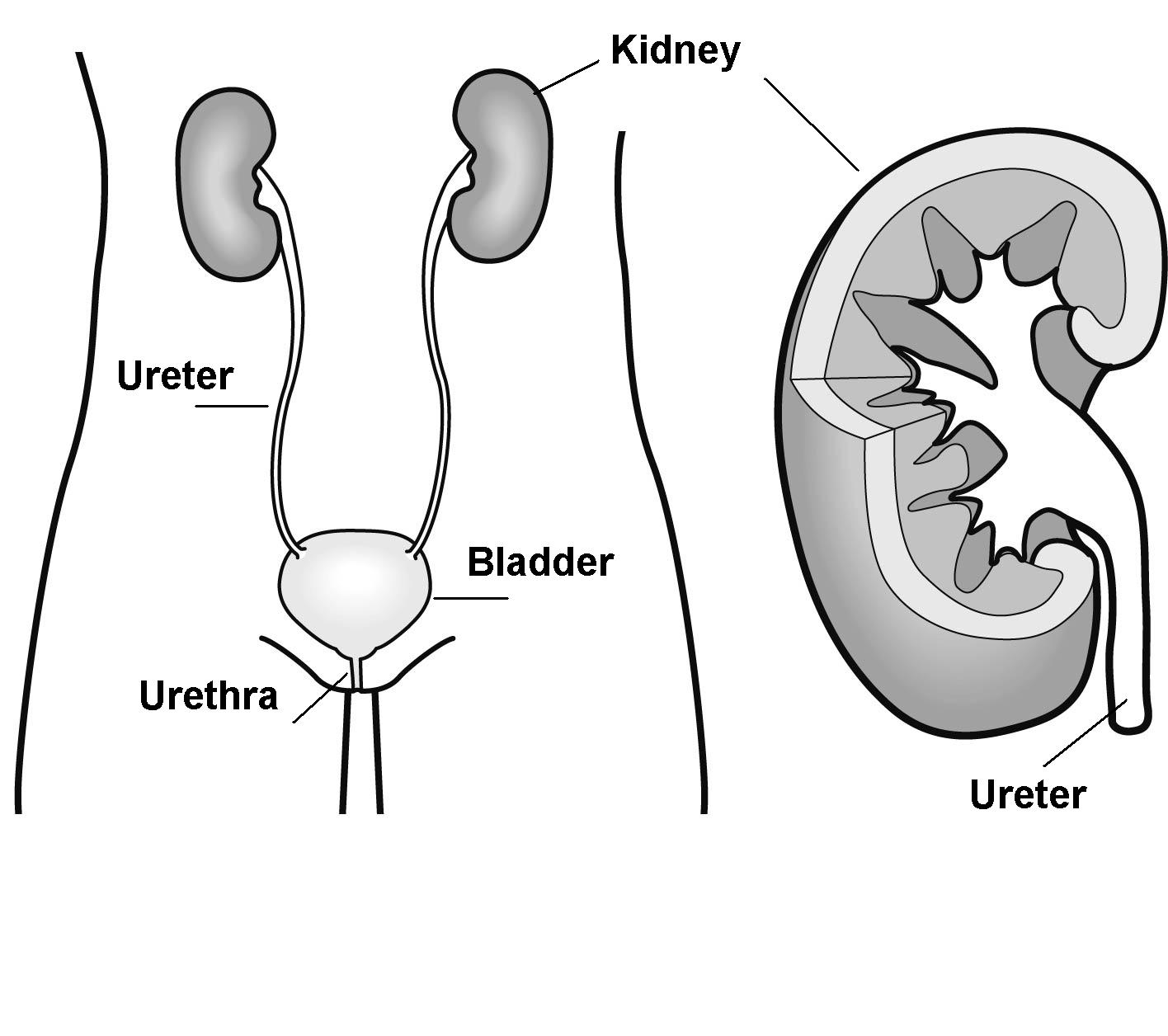 Diagram of kidneys