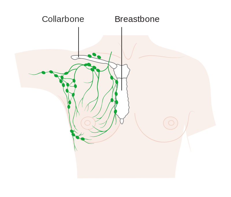 Diagram of lymph nodes