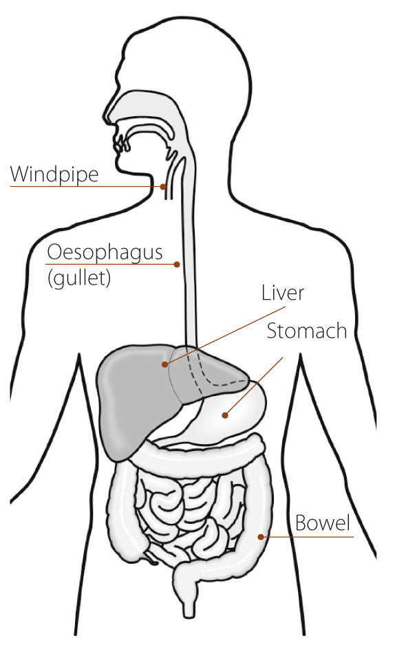 Oesophagus