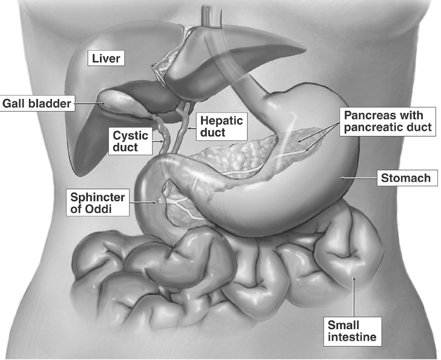 pancreas