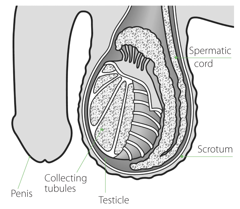 Testicular