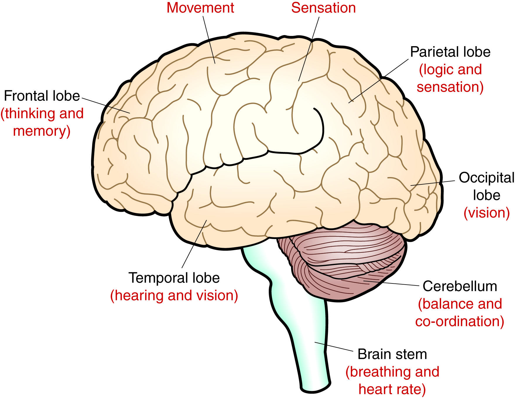 brain lobes