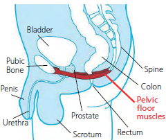 Diagram showing location of pelvic floor muscles