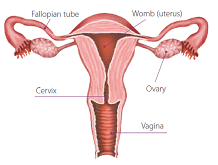 diagram of ovaries and uterus