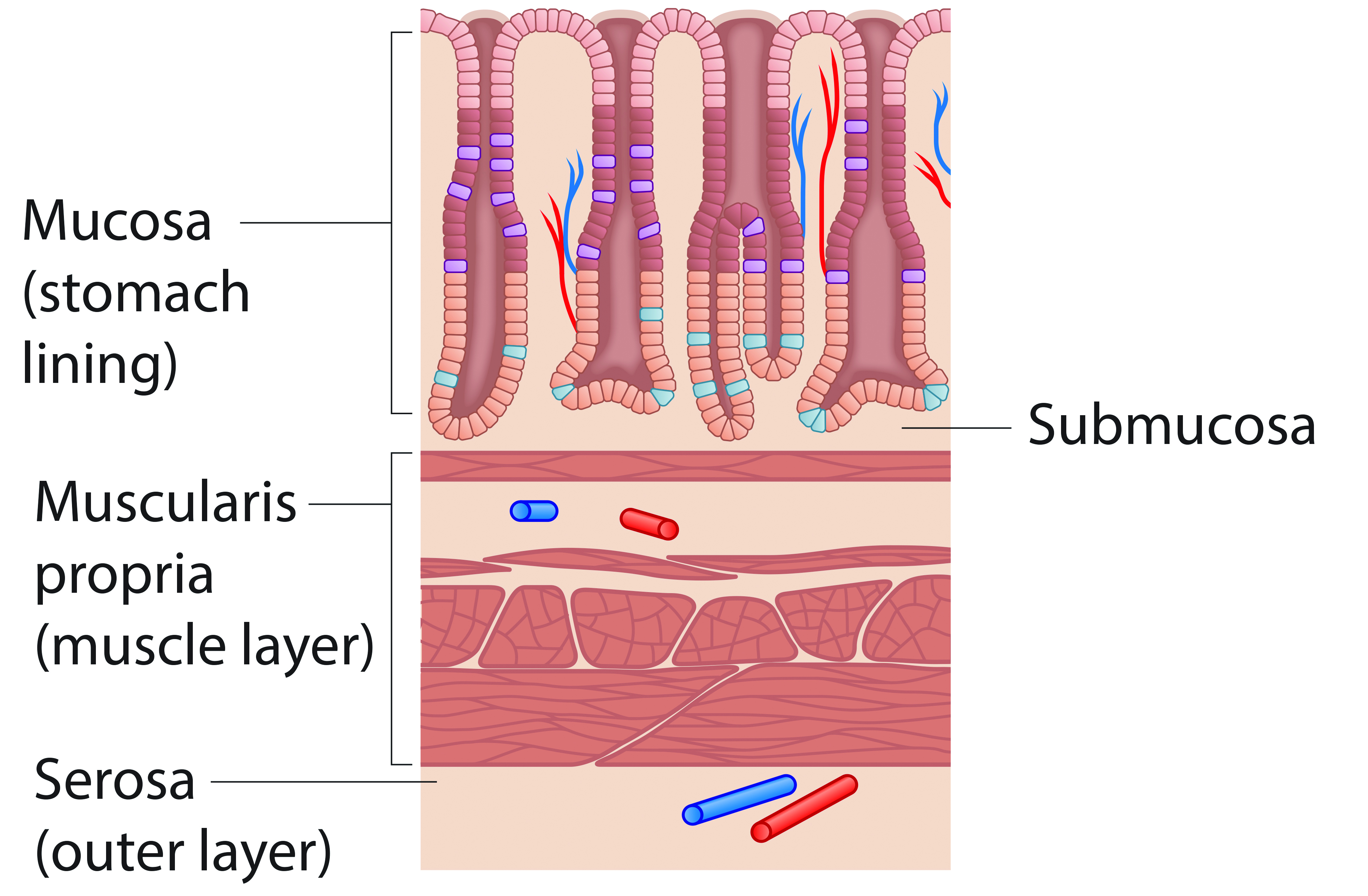 Stomach lining diagram