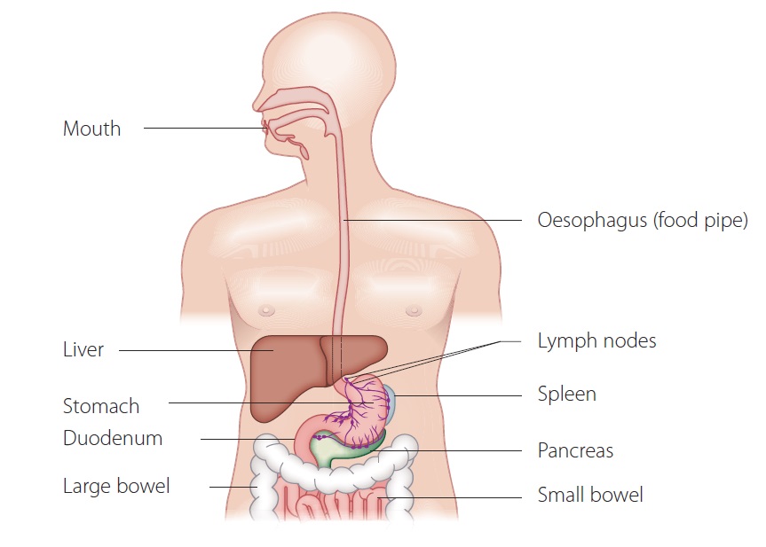 stomach diagram