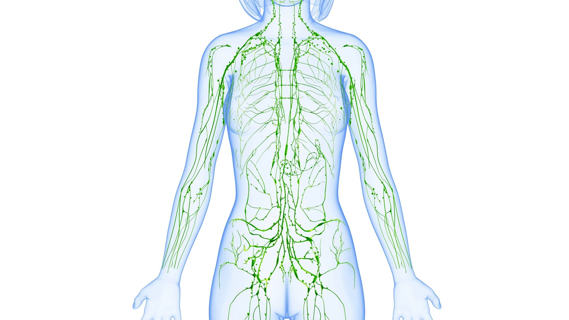 Lymphatic system