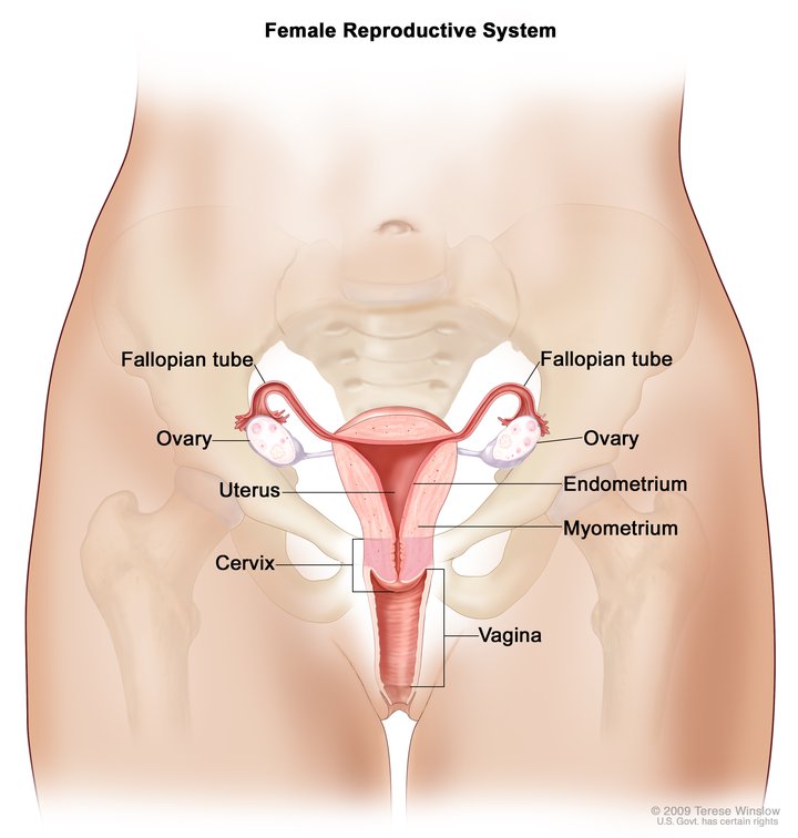 Womb and reproductive system
