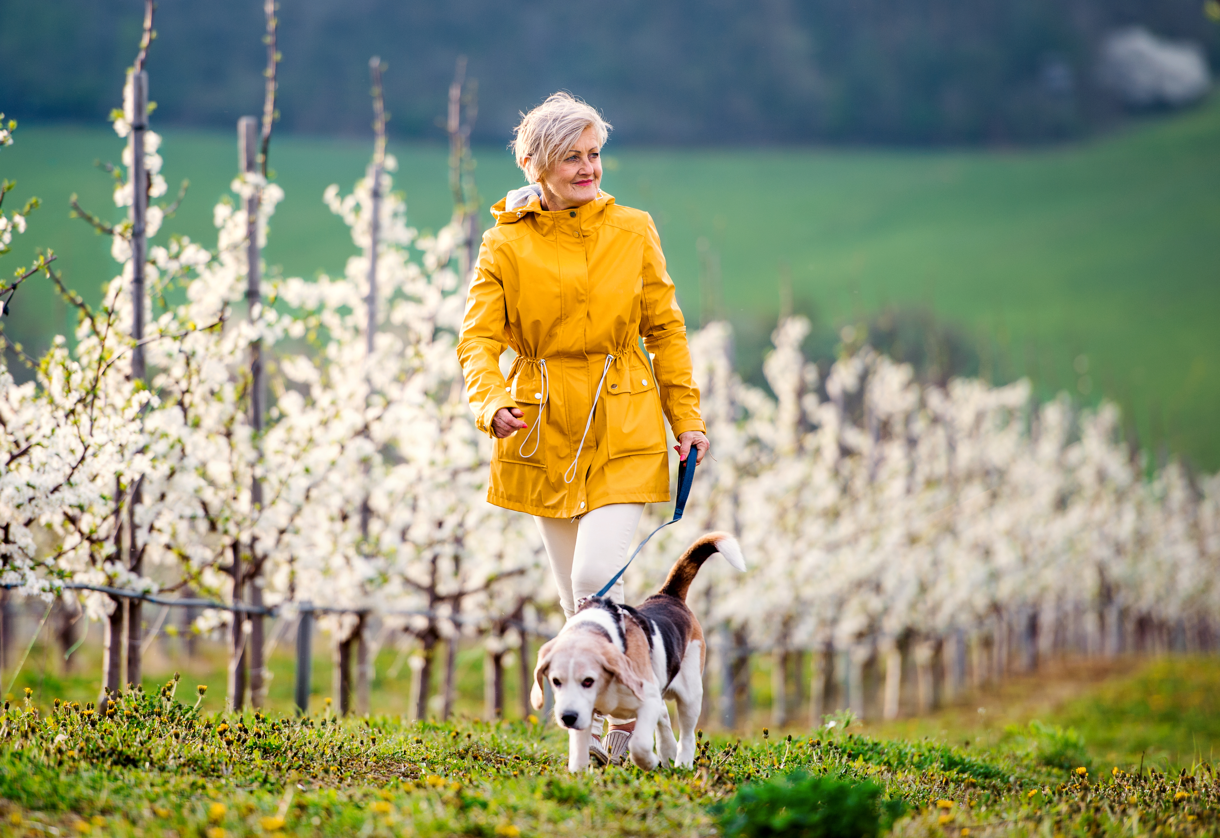 Woman walking dog