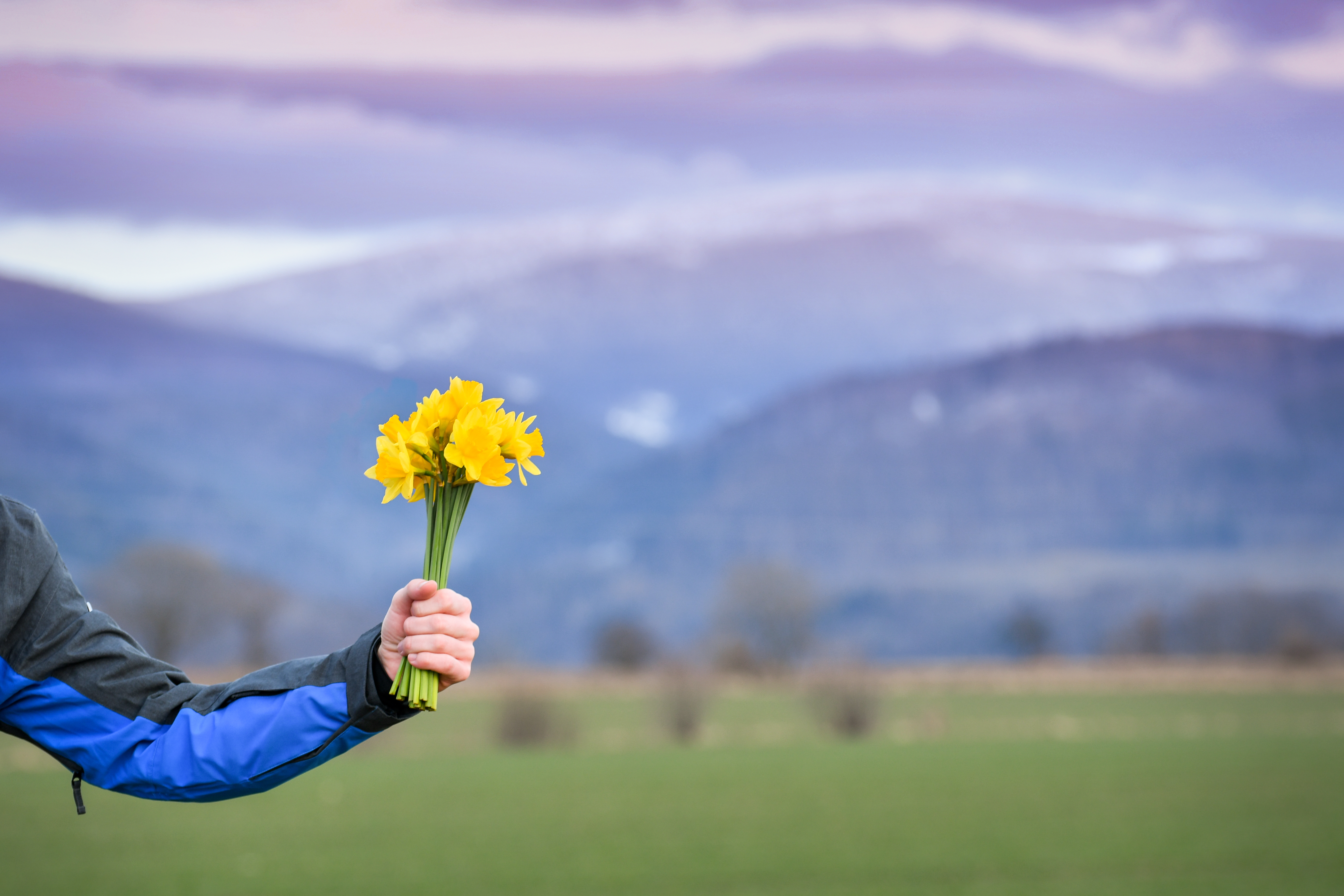 Hand holding daffodils in mountain landscape