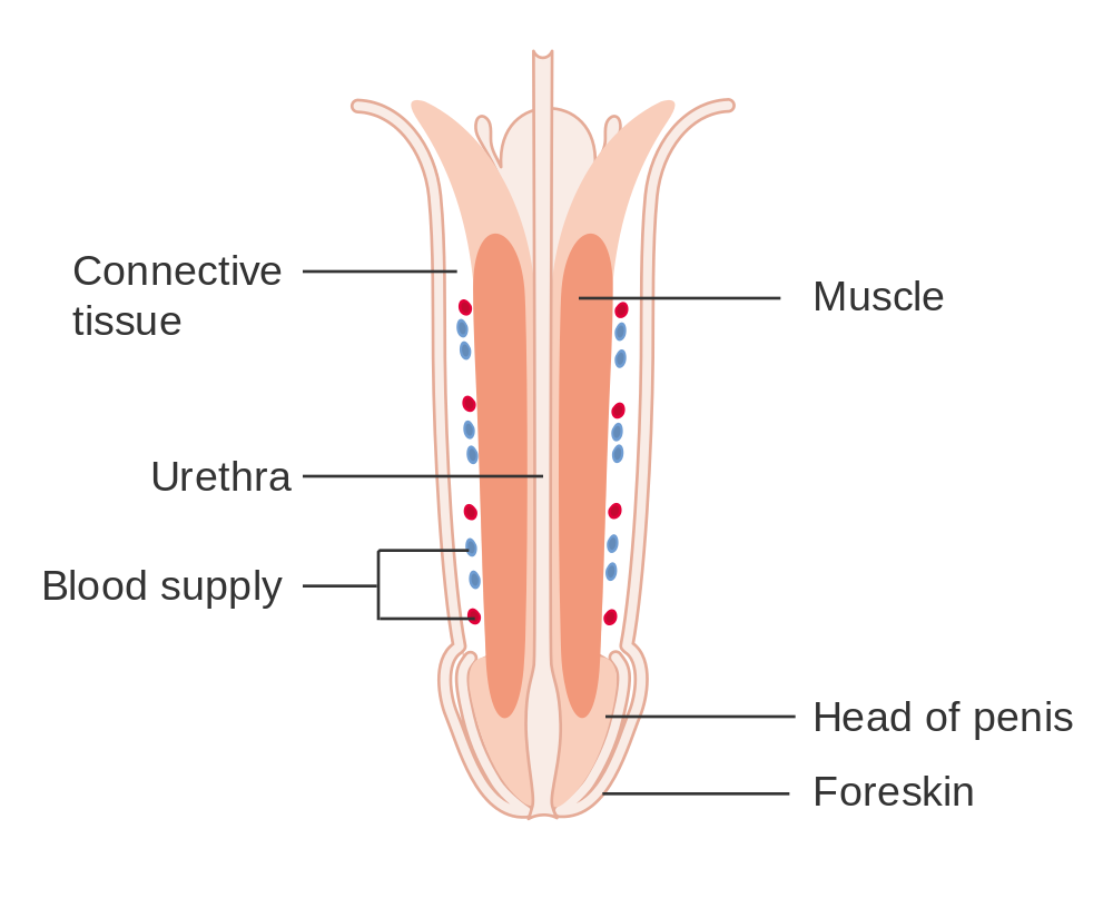 anatomy of the penis