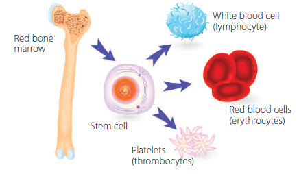 Stem cell diagram