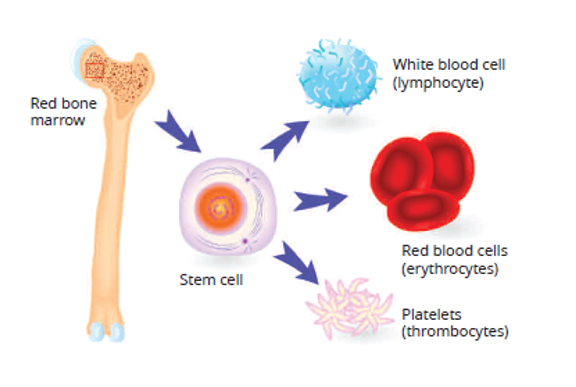 Stem cells