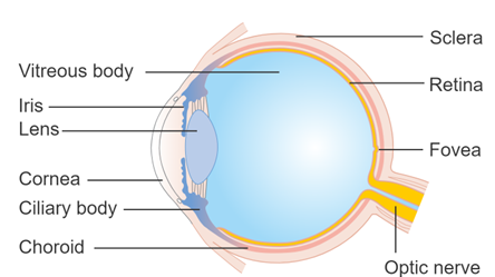 Cross section of the eye showing the different areas