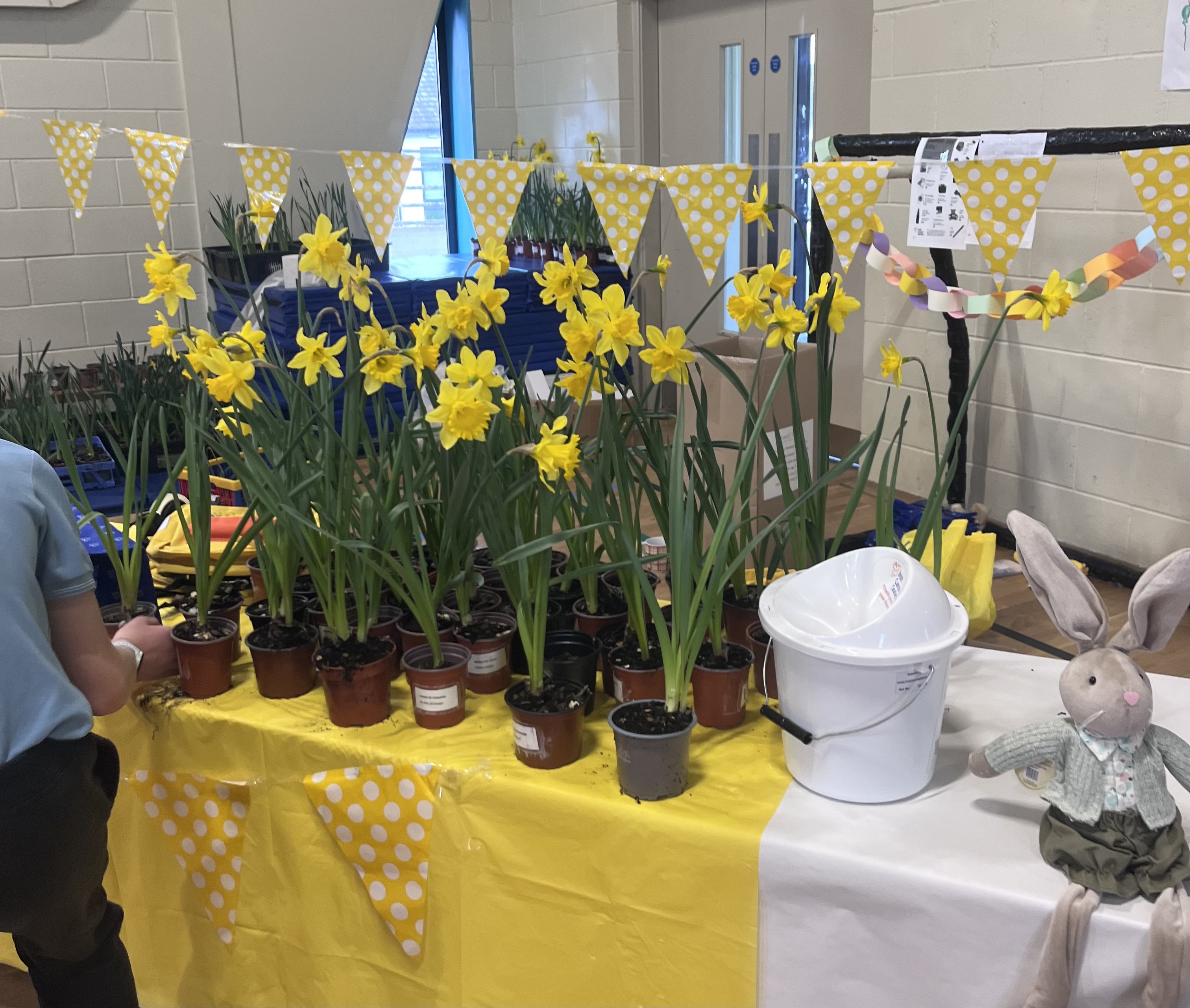 Daffodil Day 2024