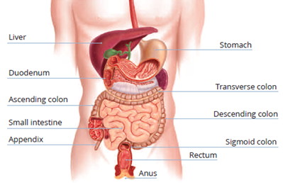 A cross section of a body showing the parts of the digestive system