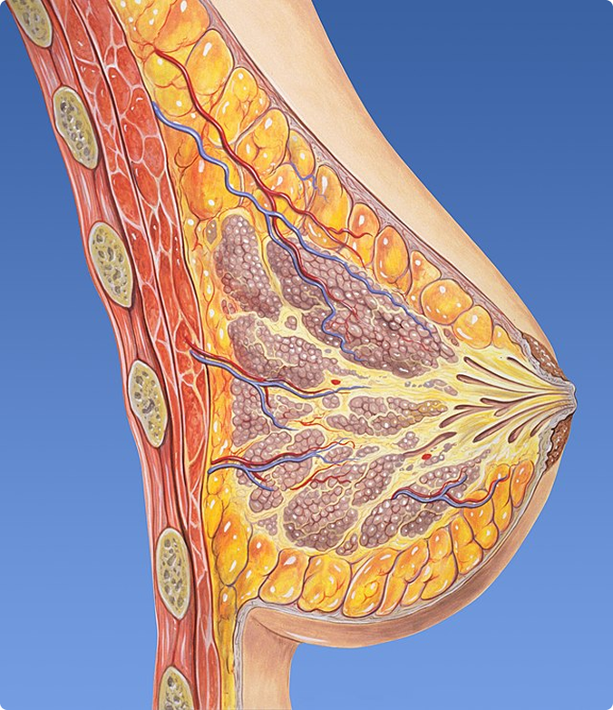 Cross section of a breast, showing the milk lobes and milk ducts