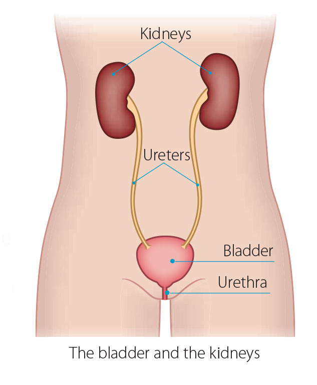 diagram of the bladder and kidneys