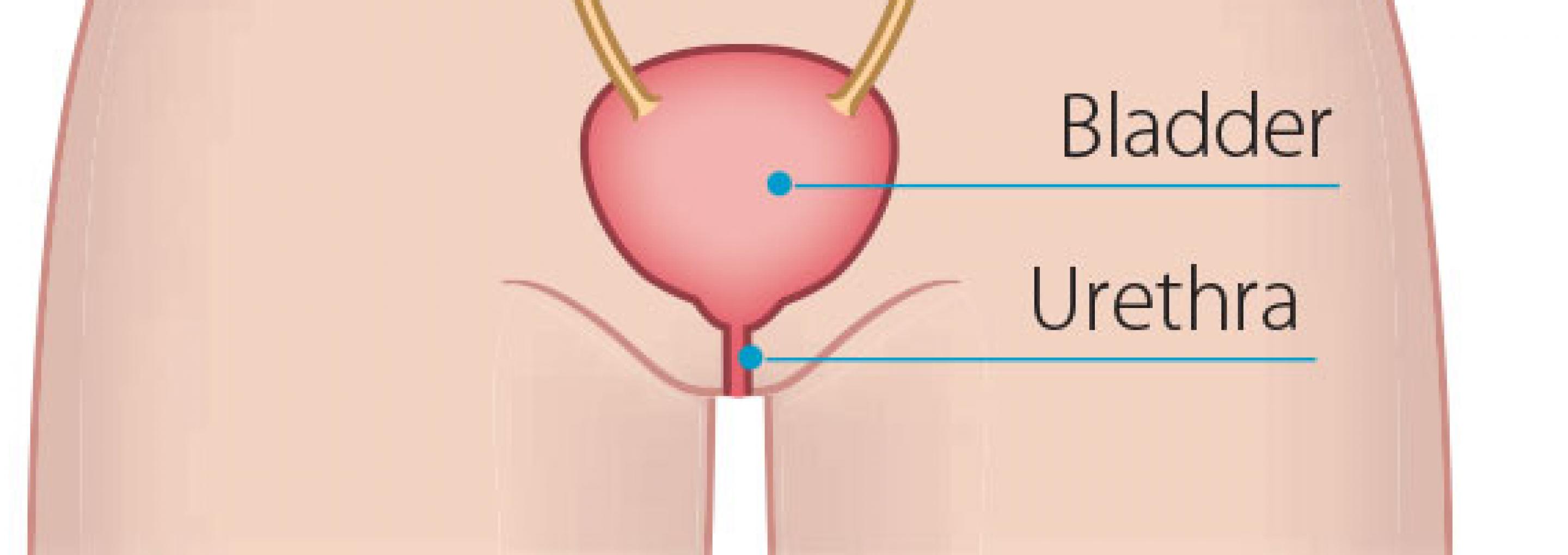 Illustrative diagram of bladder