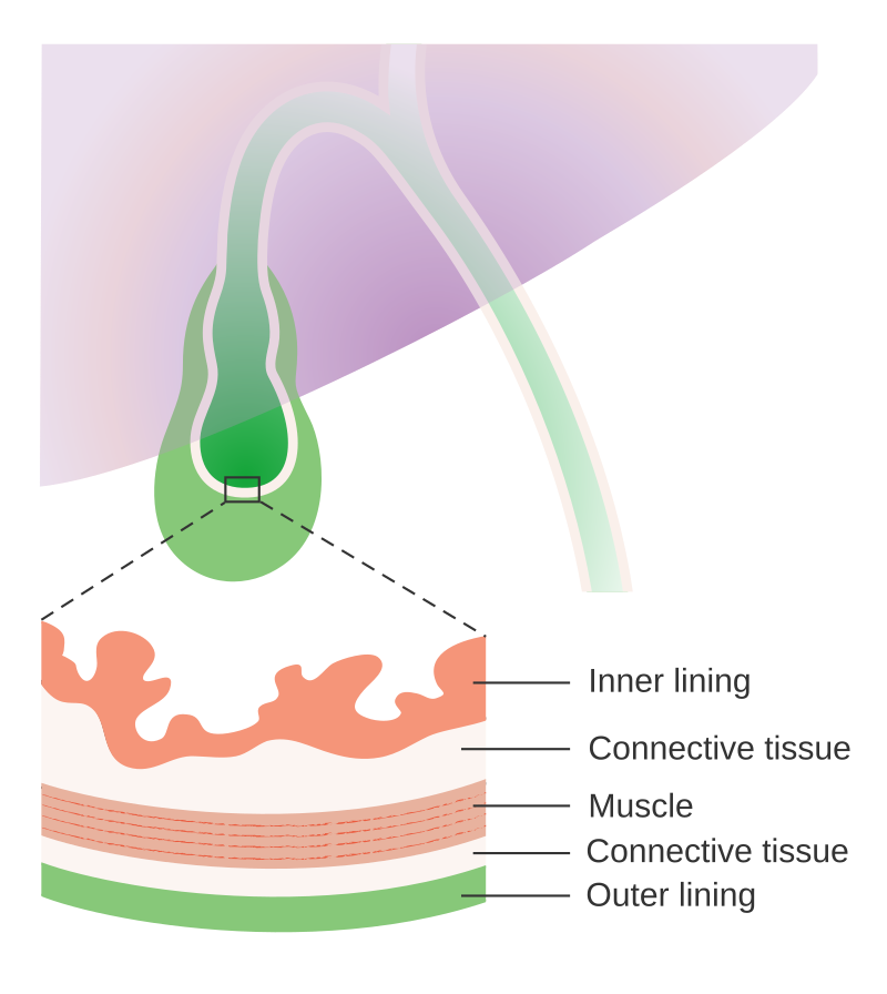 Cross section of the gall bladder showing the different layers in the wall of the gall bladder