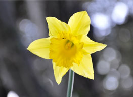 Public support urgently needed to continue vital cancer services