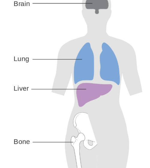 Human body diagram