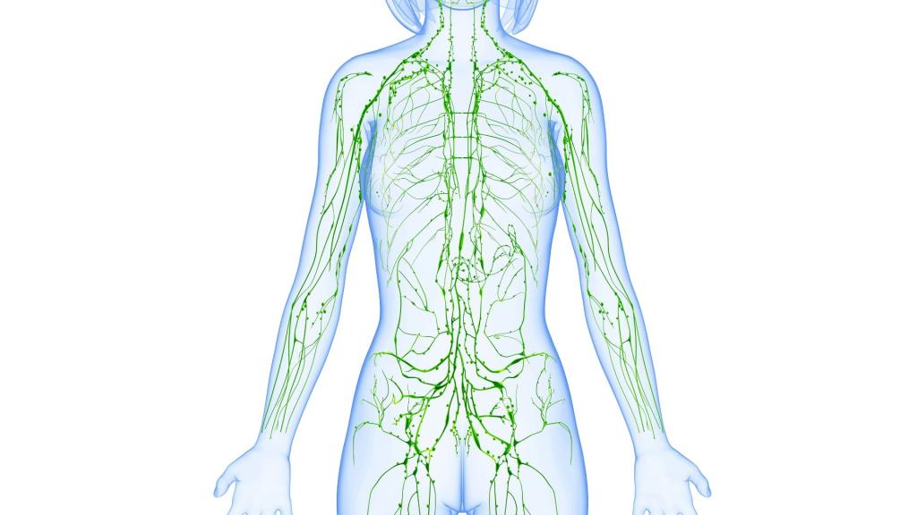 Lymphatic system