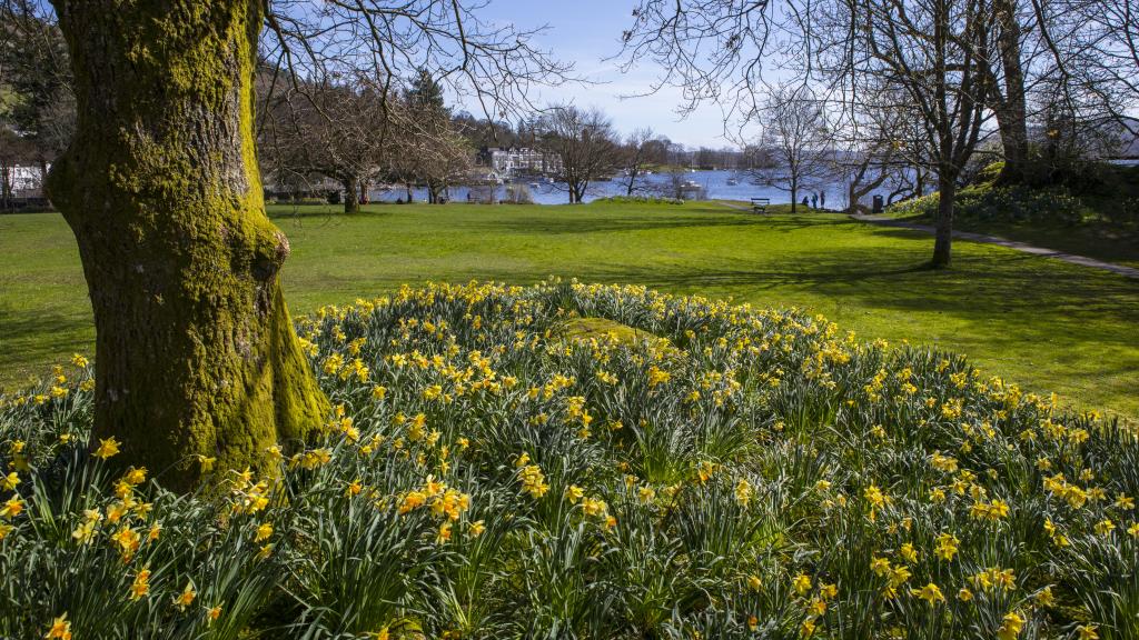 Daffodils at lake