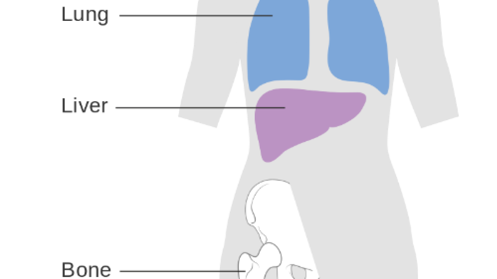 Human body diagram