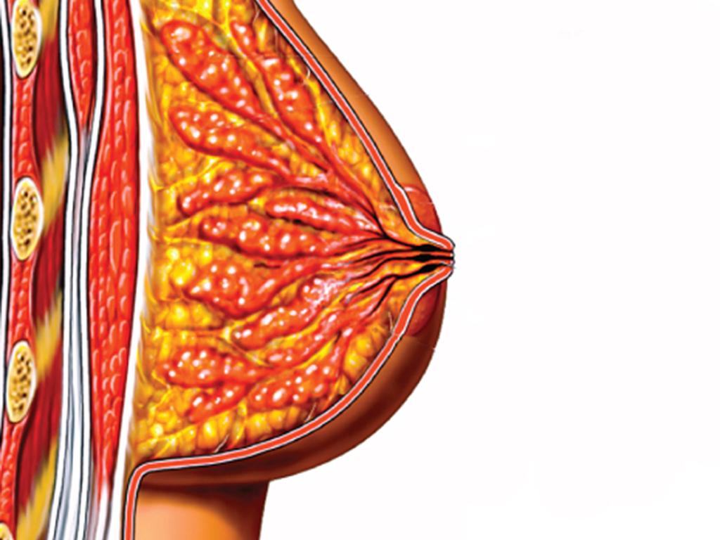 Breast diagram