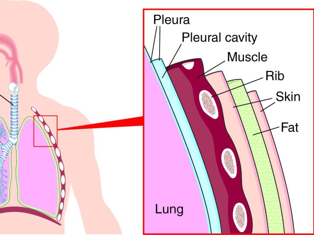 Lung diagram