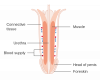 anatomy of the penis