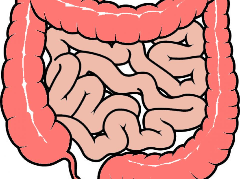 Bowel diagram
