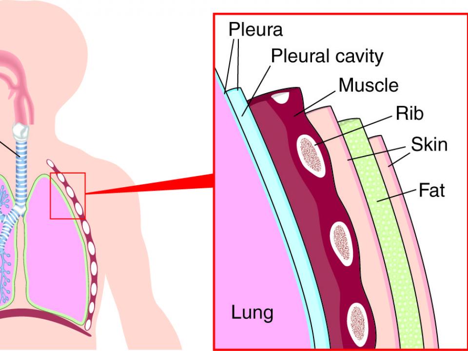 Lung diagram