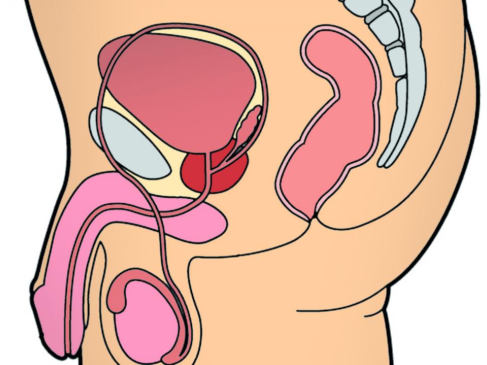 Prostate diagram