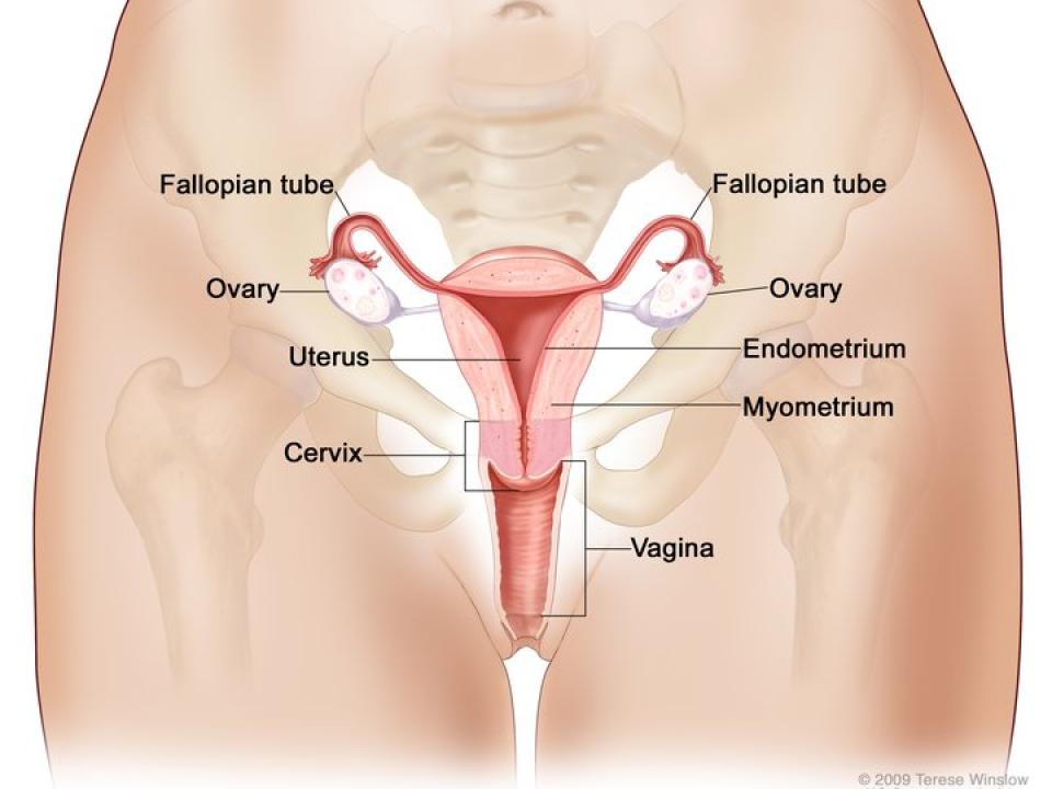 What Is Uterus