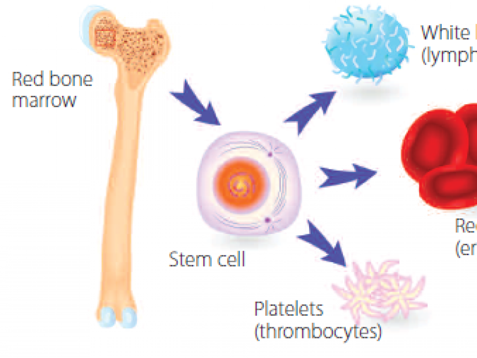 Stem cell diagram