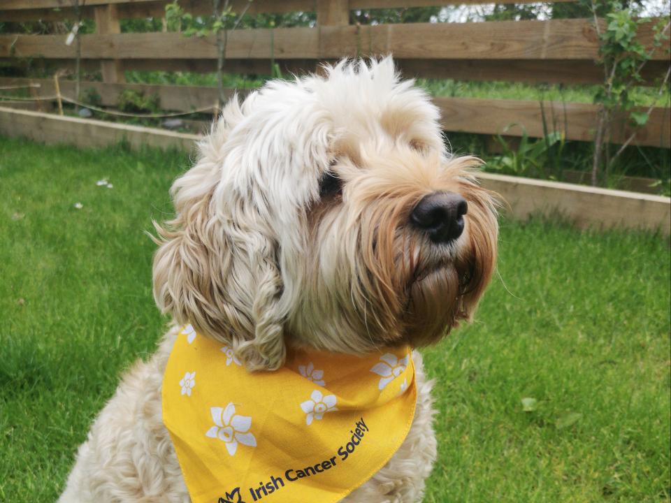 dog bandana 2