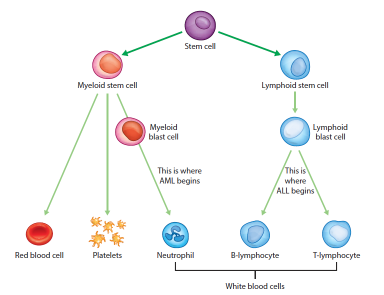 Leukemia