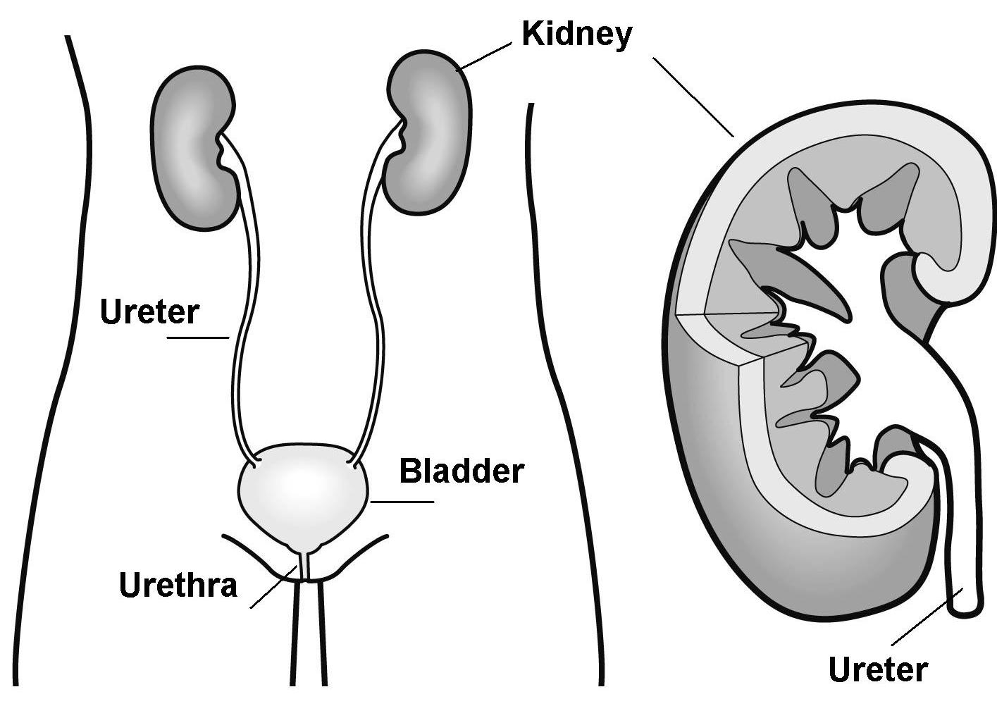 Diagram of kidneys
